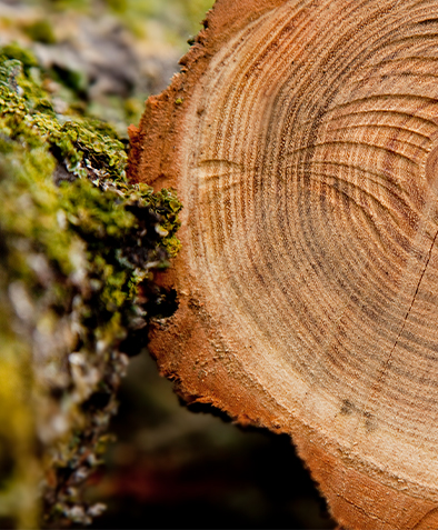 Perché i pallet stampati non necessitano di fumigazione per l'esportazione?